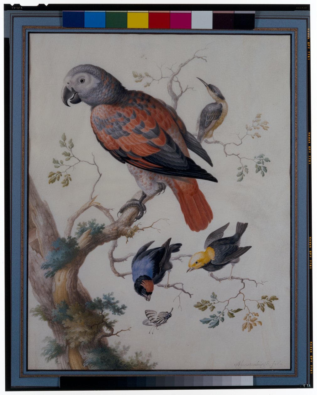 Un loro rojo y gris con otras aves exóticas de Anton Henstenburgh