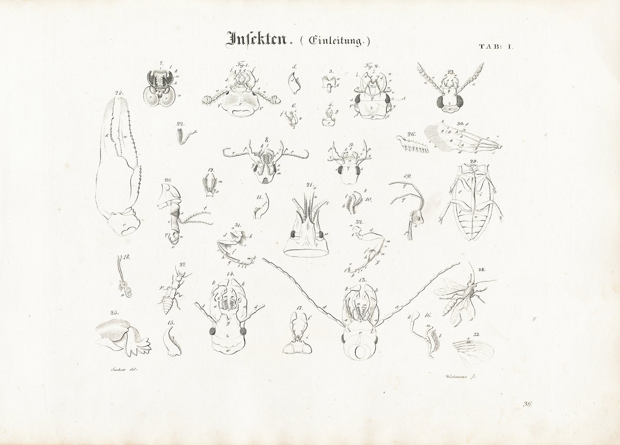 Anatomía de los insectos de Anton Wachsmann