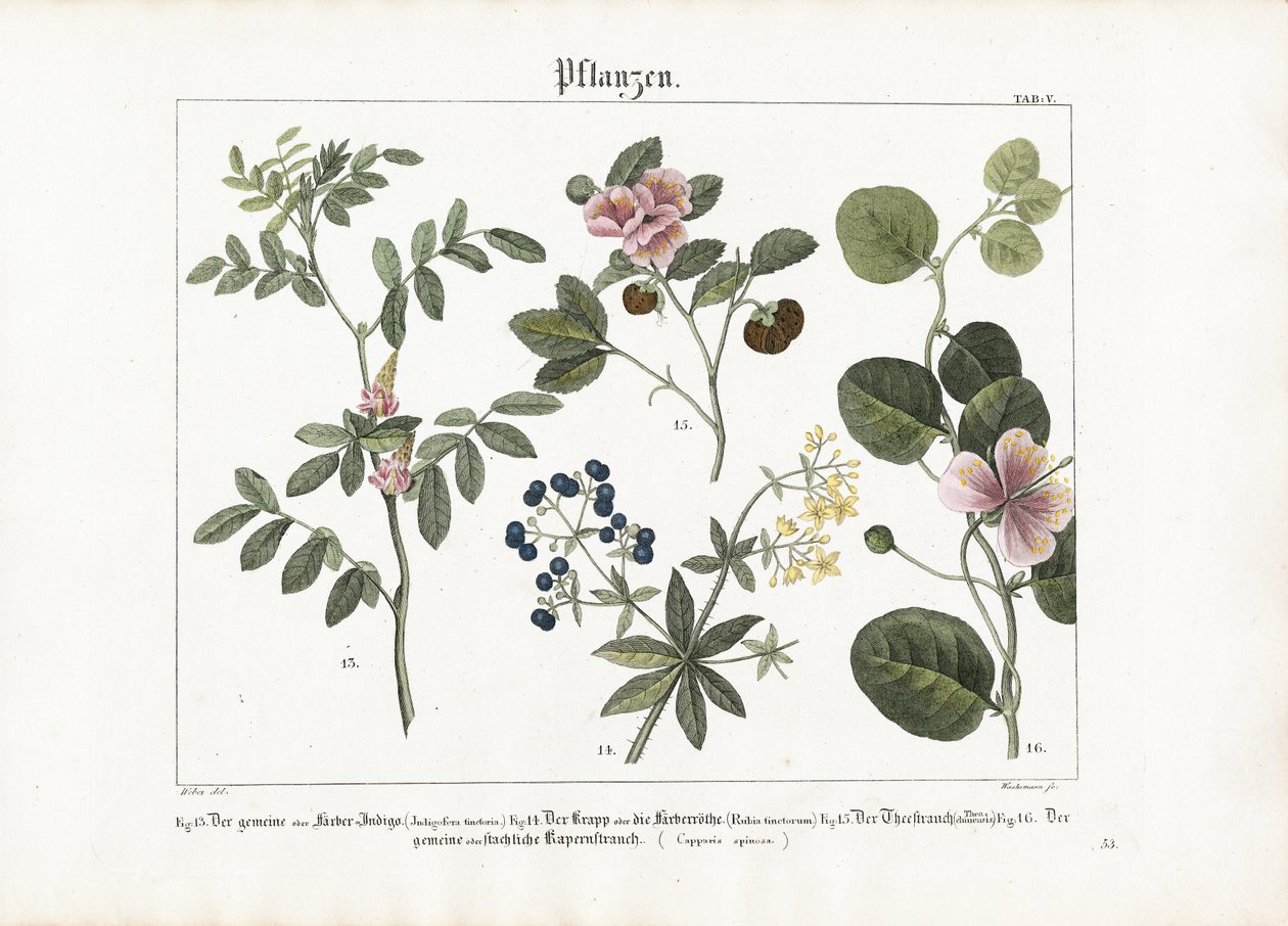 Plantas tintóreas y arbusto de la alcaparra de Anton Wachsmann