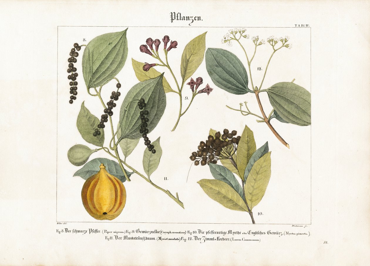 Plantas de especias de importancia económica de Anton Wachsmann