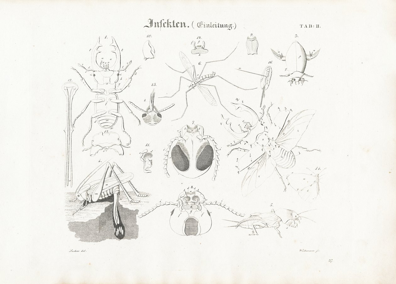 Anatomía de los insectos de Anton Wachsmann