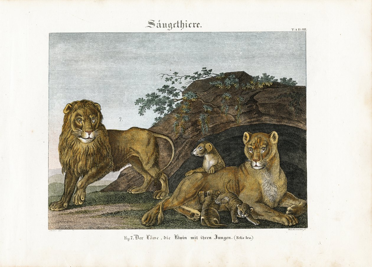 Familia de leones en su hábitat natural de Anton Wachsmann