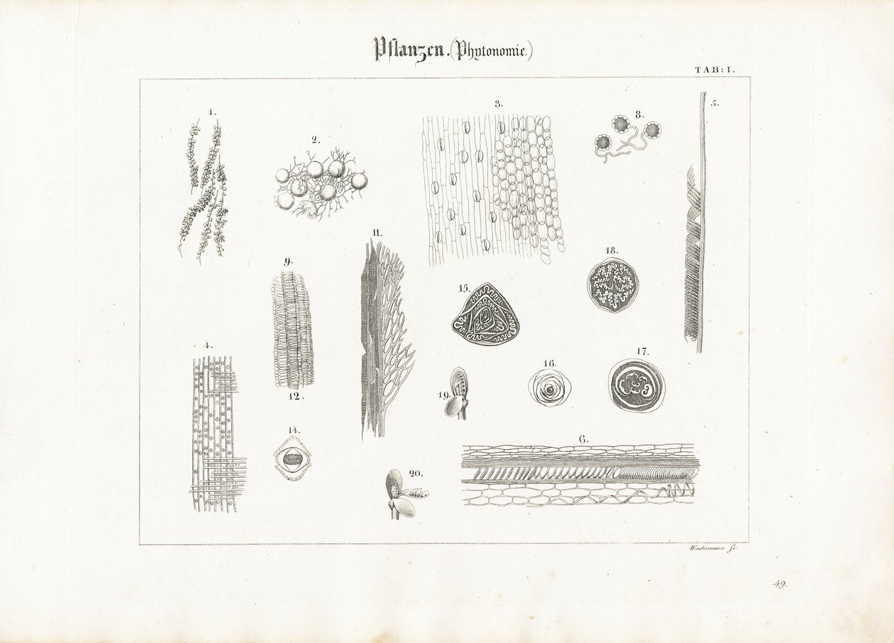 Anatomía vegetal (Fitotomía) de Anton Wachsmann