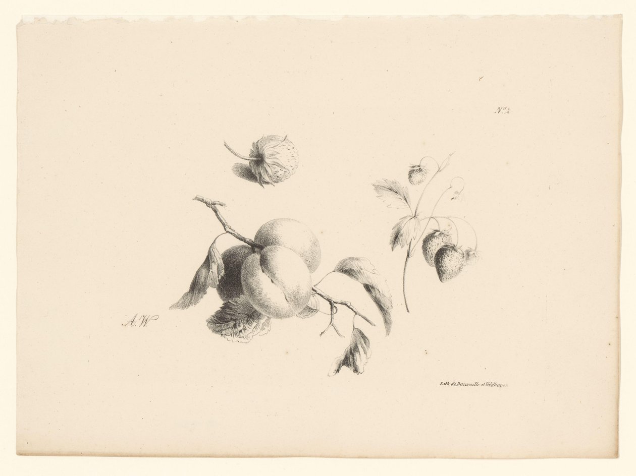 Albaricoques y fresas
Flores y frutas (título de la serie) de Anton Weiss
