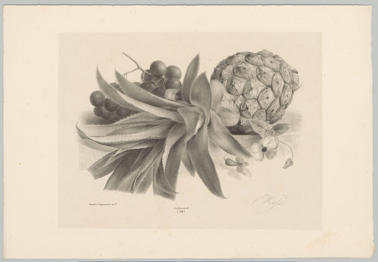 Piña y uvas Estudios de flores y frutas (...) Décimo episodio (título de la serie) de Anton Weiss