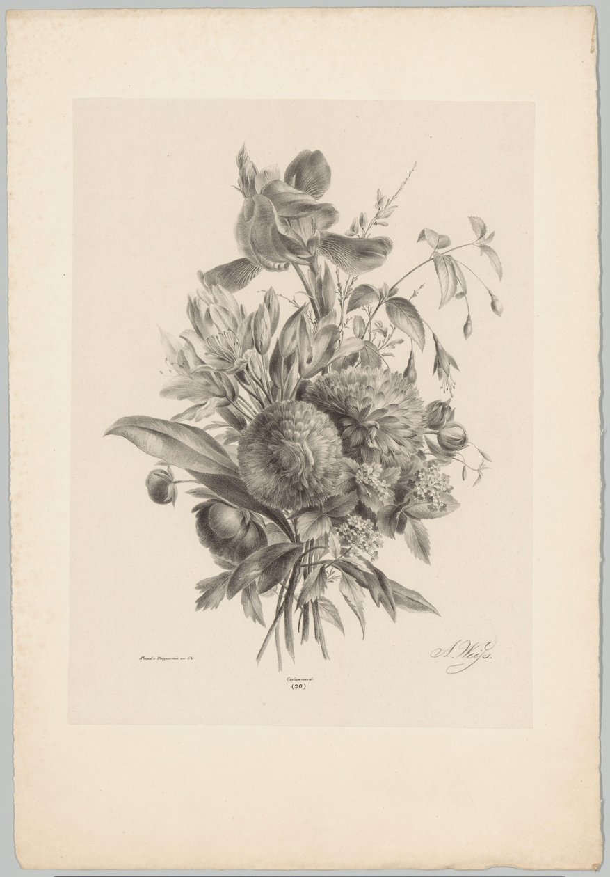 claveles y lirios Estudios de flores y frutas (...) Décimo episodio (título de la serie) de Anton Weiss