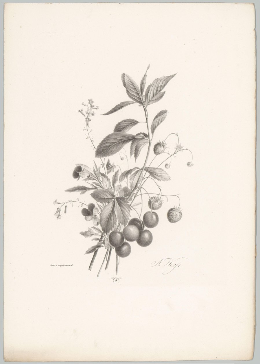 Flores, fresas y cerezas Estudios de flores y frutas (...) Décimo episodio (título de la serie) de Anton Weiss