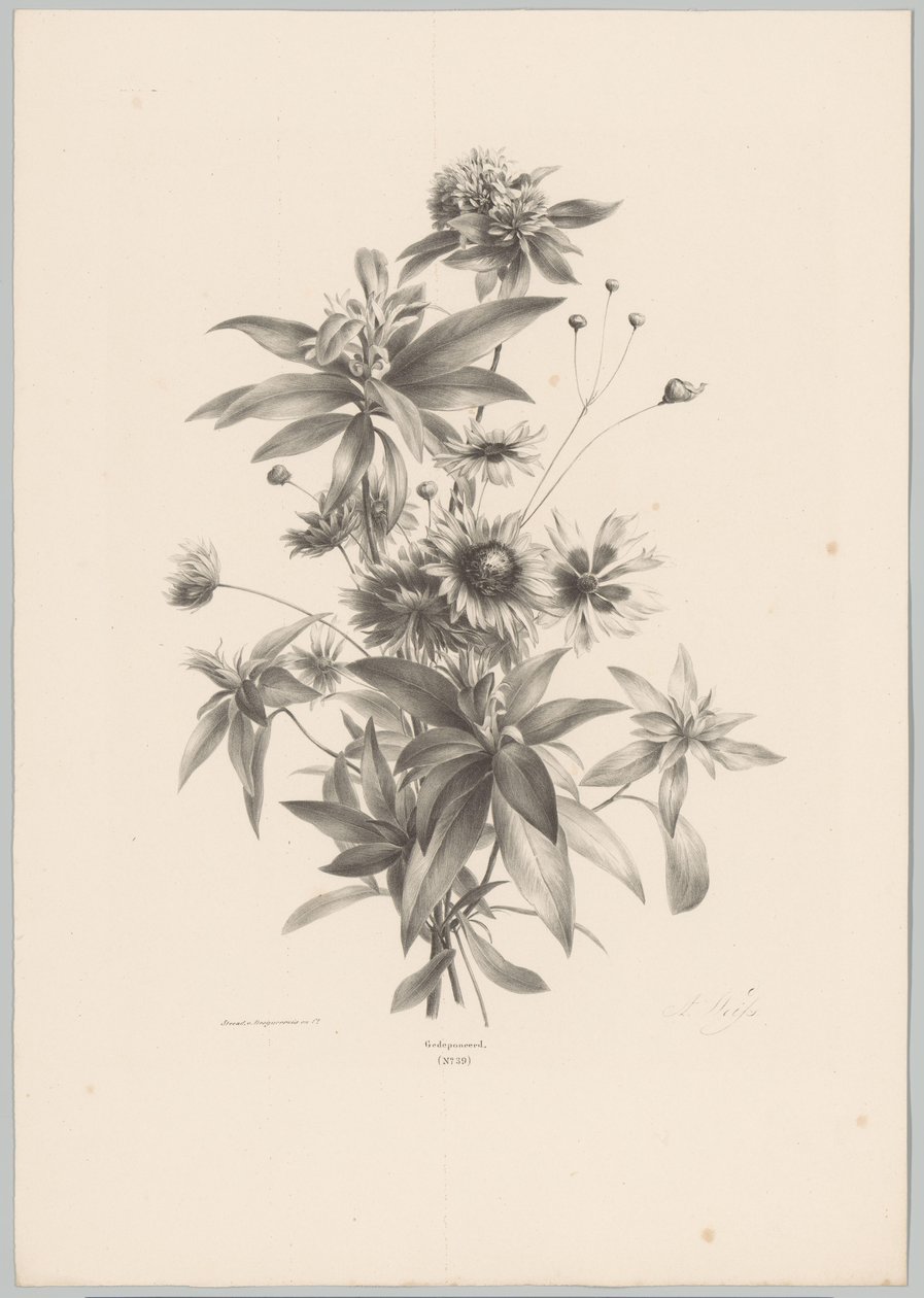 Varias flores Estudios de flores y frutas (...) Décimo episodio (título de la serie) de Anton Weiss