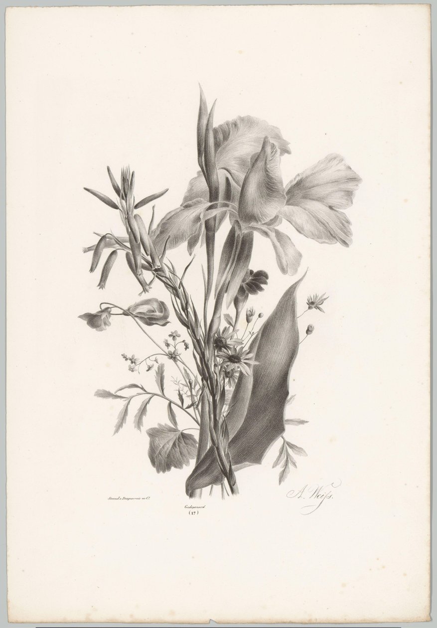 Varias flores Estudios de flores y frutas (...) Décimo episodio (título de la serie) de Anton Weiss