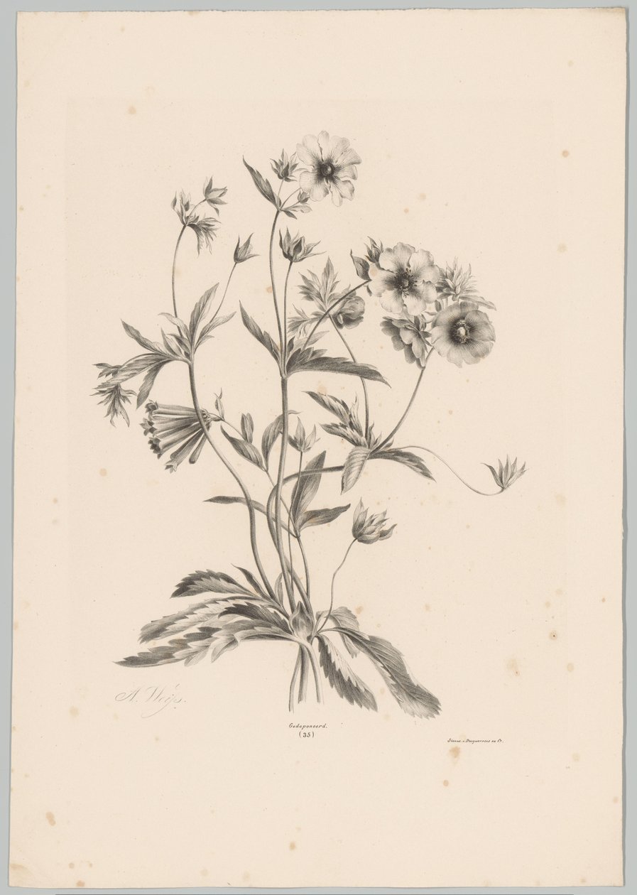 Varias flores Estudios de flores y frutas (...) Décimo episodio (título de la serie) de Anton Weiss