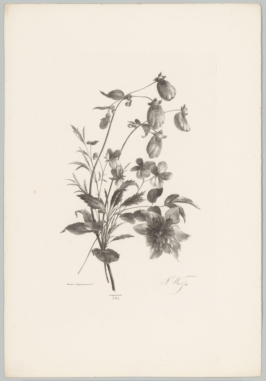 Varias flores Estudios de flores y frutas (...) Décimo episodio (título de la serie) de Anton Weiss