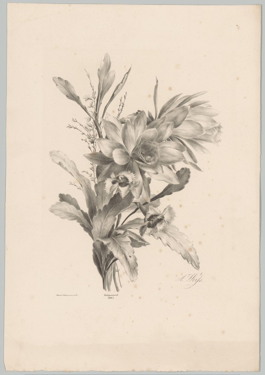 Varias flores Estudios de flores y frutas (...) Décimo episodio (título de la serie) de Anton Weiss