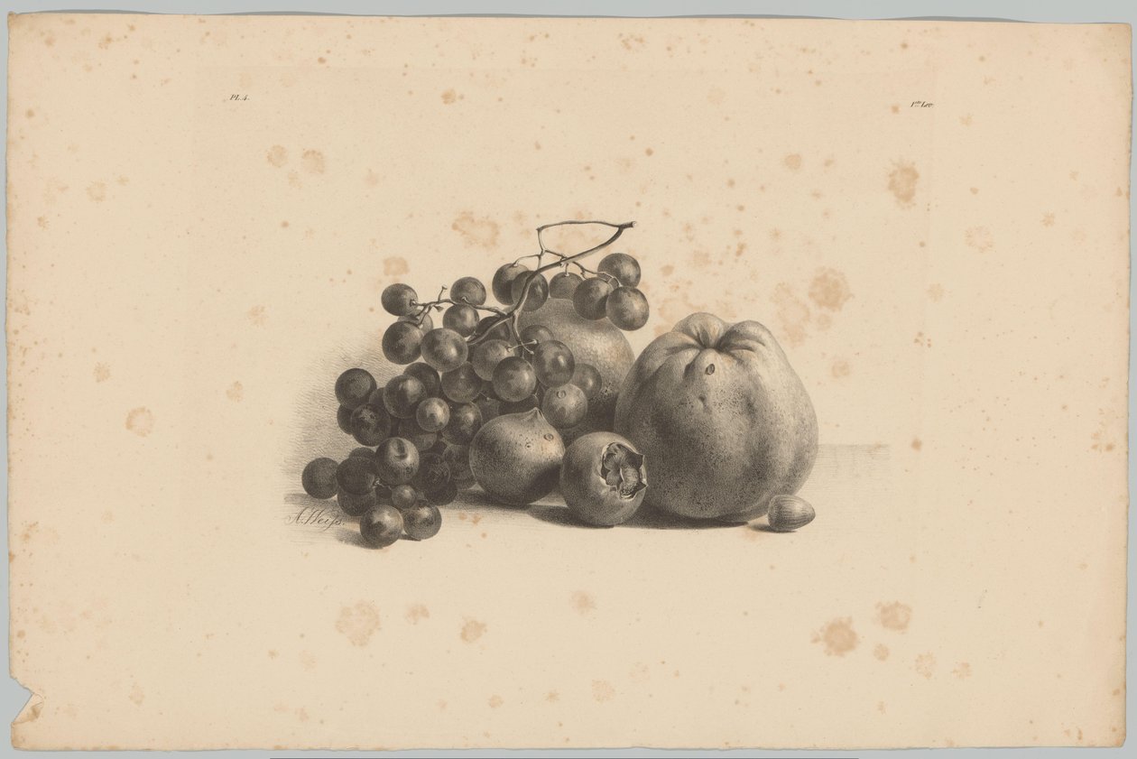 Uvas y manzanas
Estudios sobre flores y frutas (...) 3ª entrega (título de la serie) de Anton Weiss