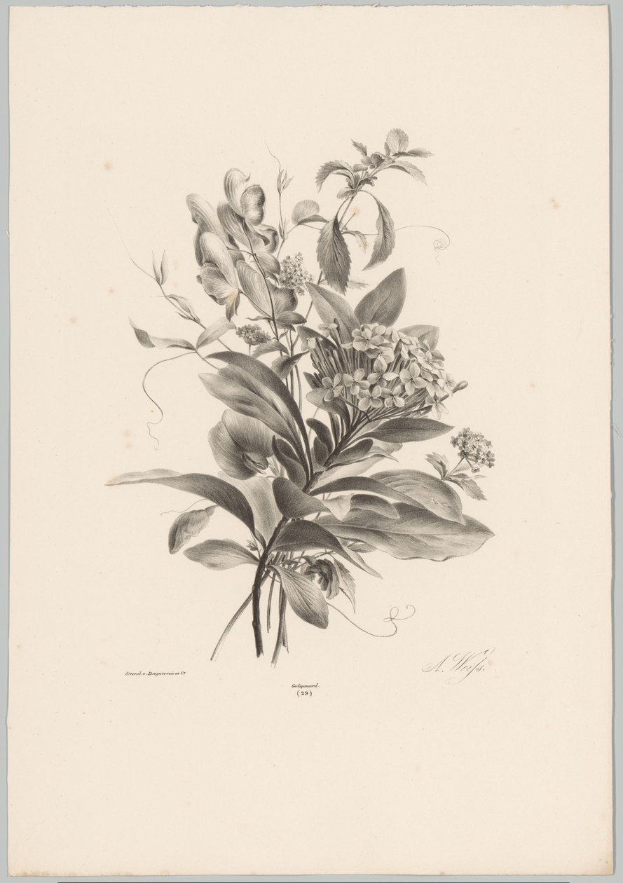 hortensias y otras flores Estudios de flores y frutas (...) Décimo episodio (título de la serie) de Anton Weiss