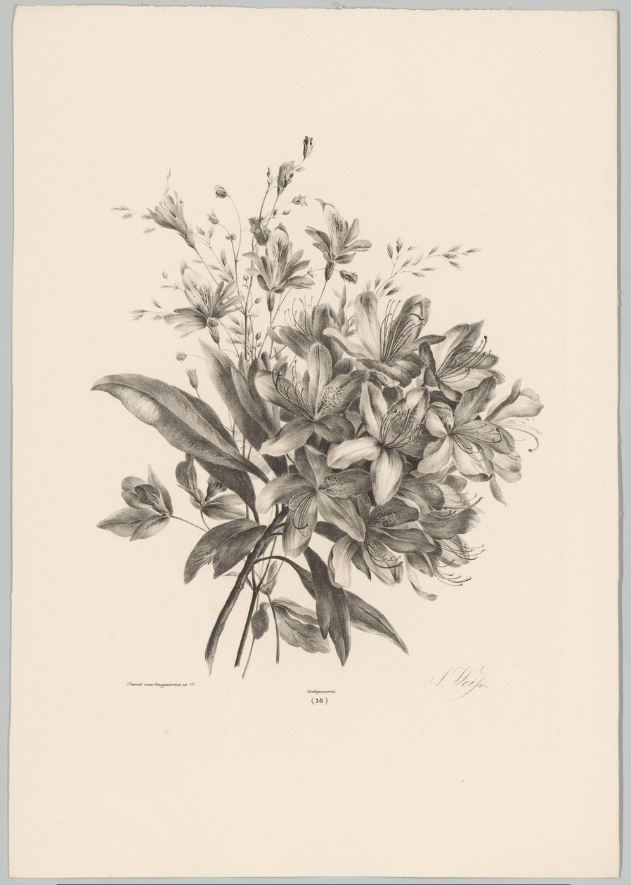 lirios Estudios de flores y frutas (...) Décimo episodio (título de la serie) de Anton Weiss