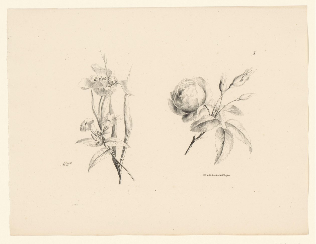 Rosa y otras flores
Flores y frutas (título de la serie) de Anton Weiss