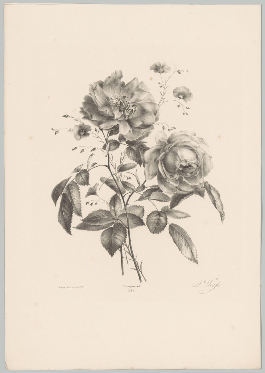 Rosa y flor de clavel Estudios de flores y frutas (...) Décimo episodio (título de la serie) de Anton Weiss