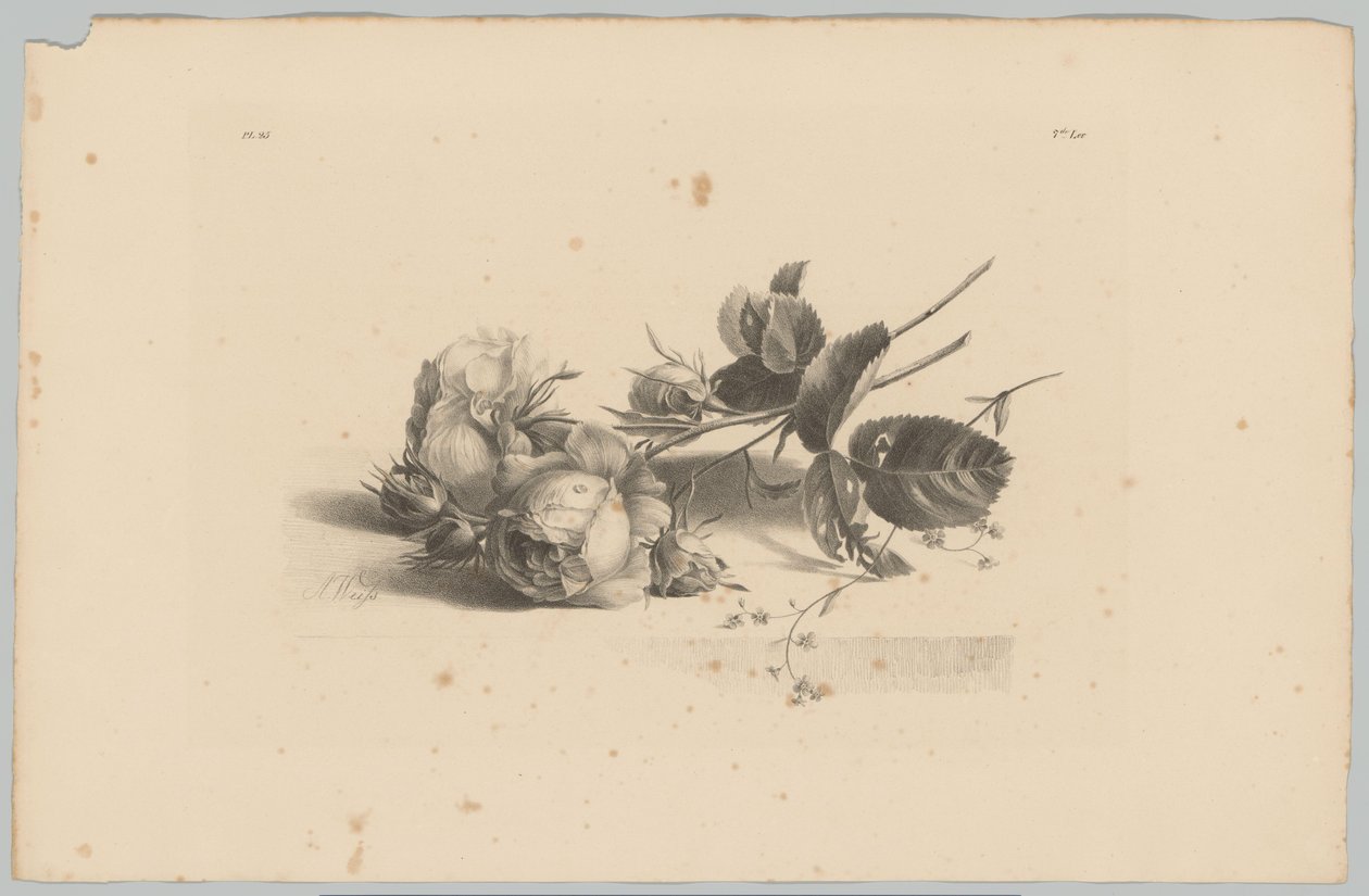 Rosas
Estudios sobre flores y frutas (...) 3ª entrega (título de la serie) de Anton Weiss