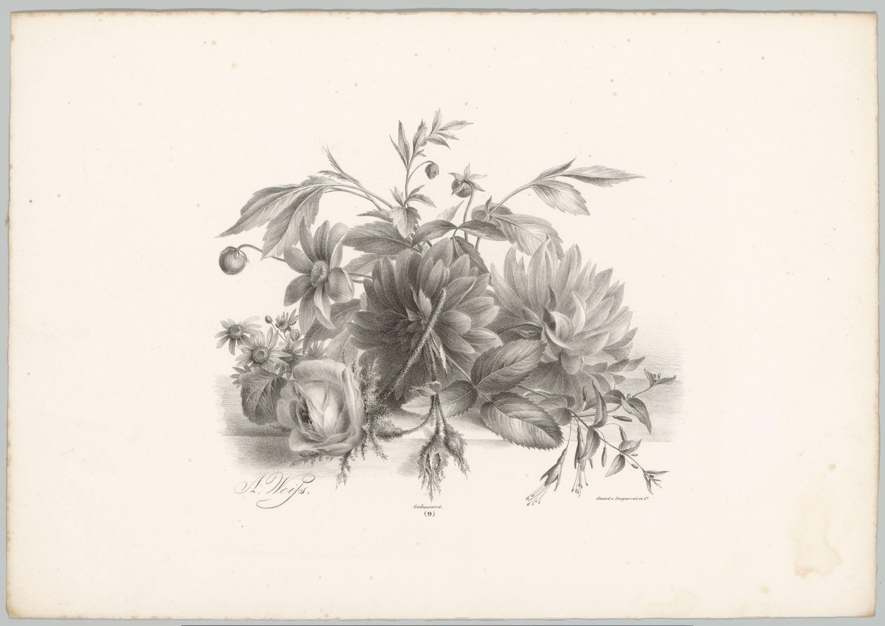 Rosas, dalias y fucsias Estudios de flores y frutas (...) Décimo episodio (título de la serie) de Anton Weiss