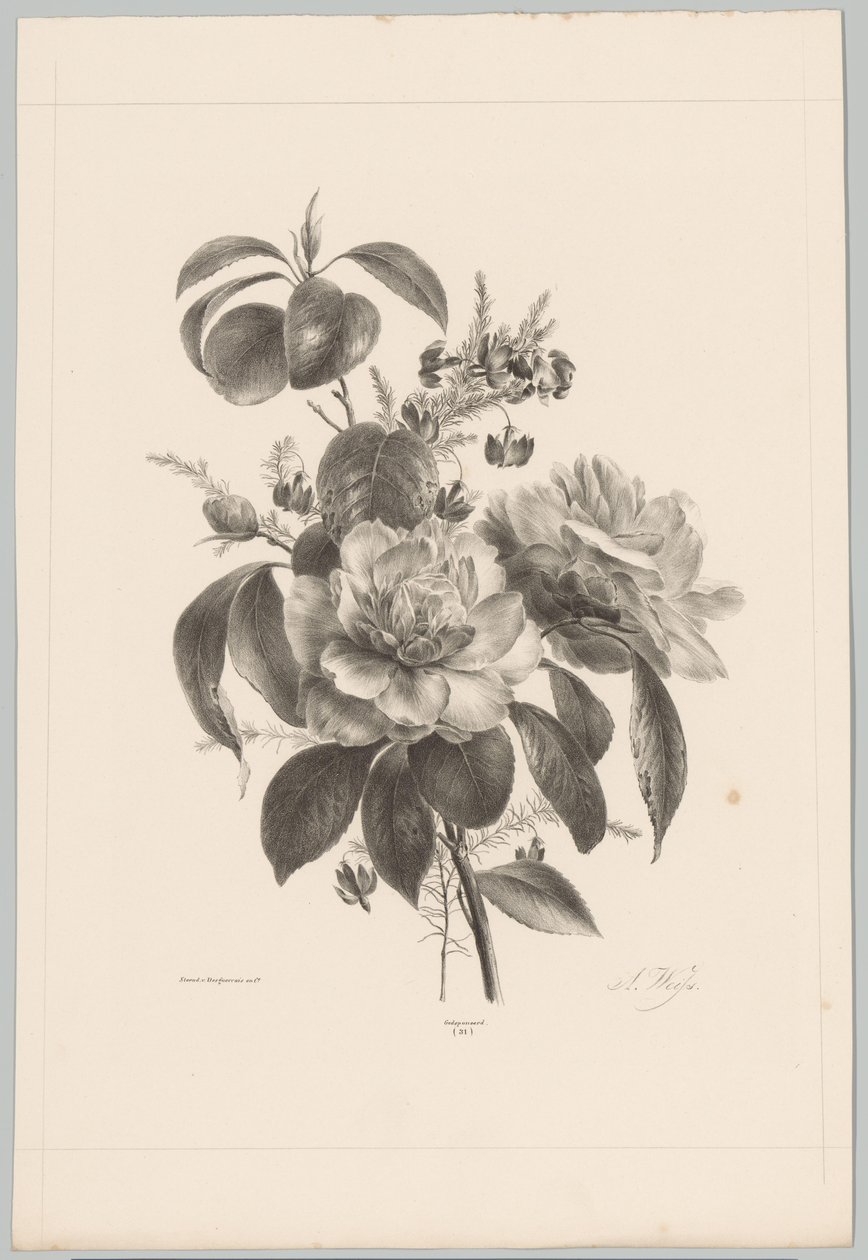 rosas y otras flores Estudios de flores y frutas (...) Décimo episodio (título de la serie) de Anton Weiss