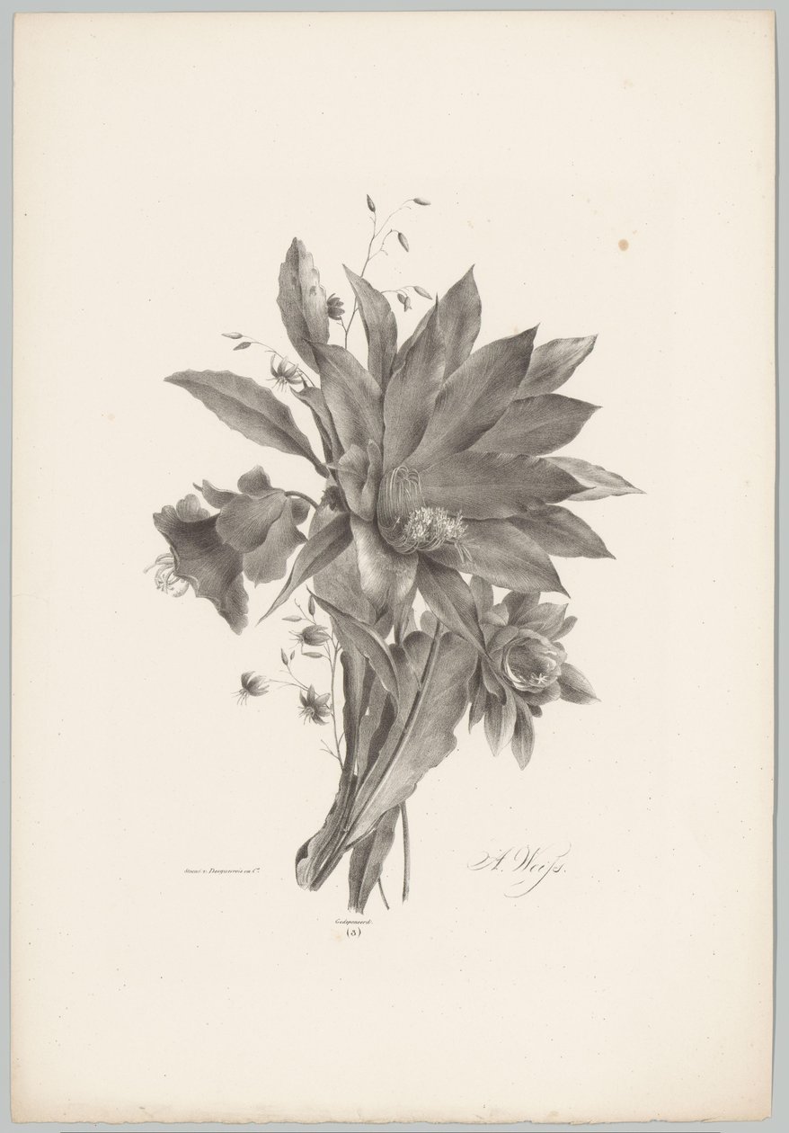Flores en forma de estrella y campana Estudios de flores y frutas (...) Décimo episodio (título de la serie) de Anton Weiss
