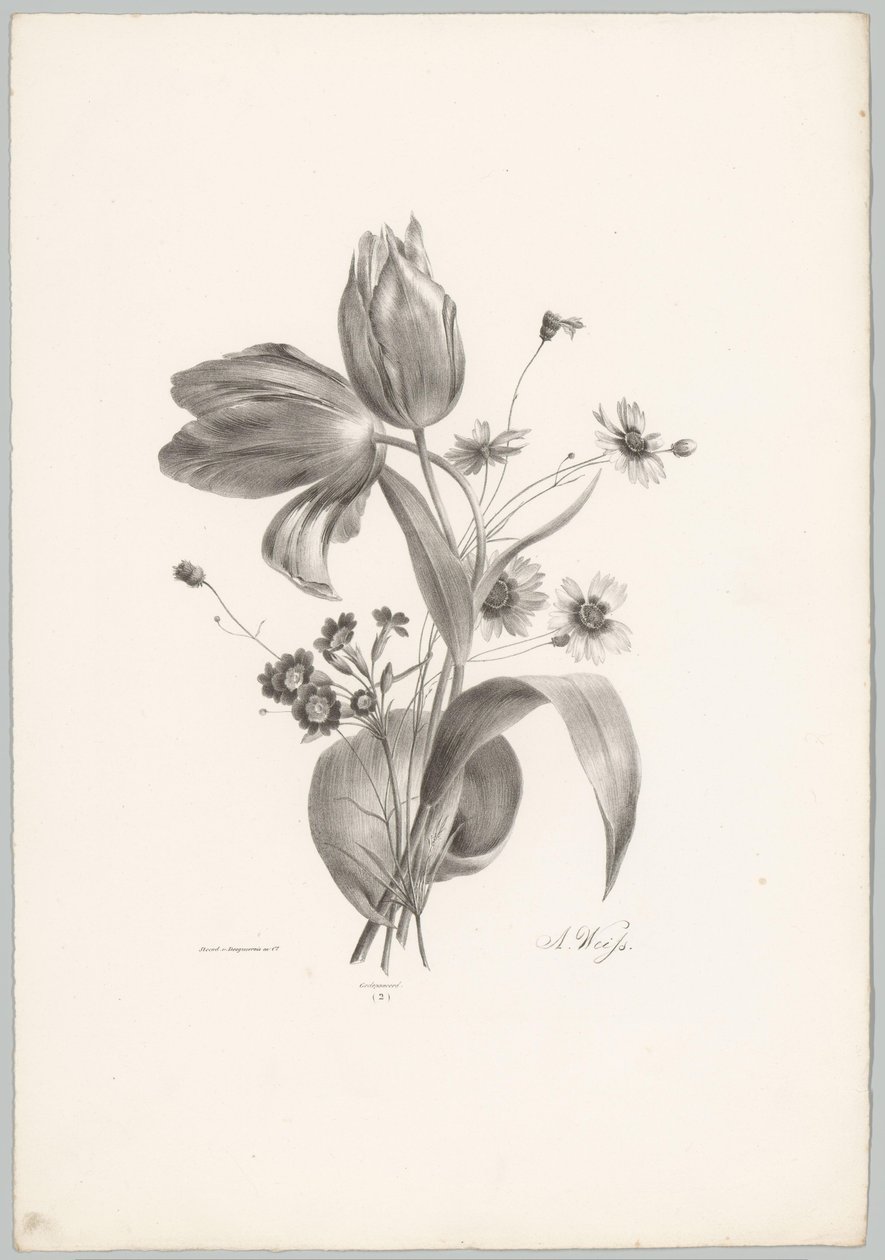 tulipanes y margaritas Estudios de flores y frutas (...) Décimo episodio (título de la serie) de Anton Weiss