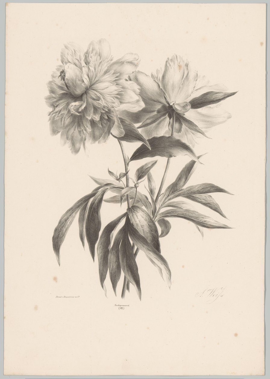 dos flores Estudios de flores y frutas (...) Décimo episodio (título de la serie) de Anton Weiss