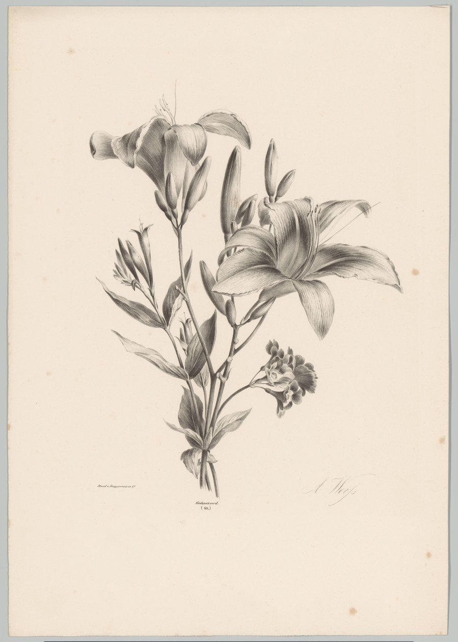 dos lirios Estudios de flores y frutas (...) Décimo episodio (título de la serie) de Anton Weiss