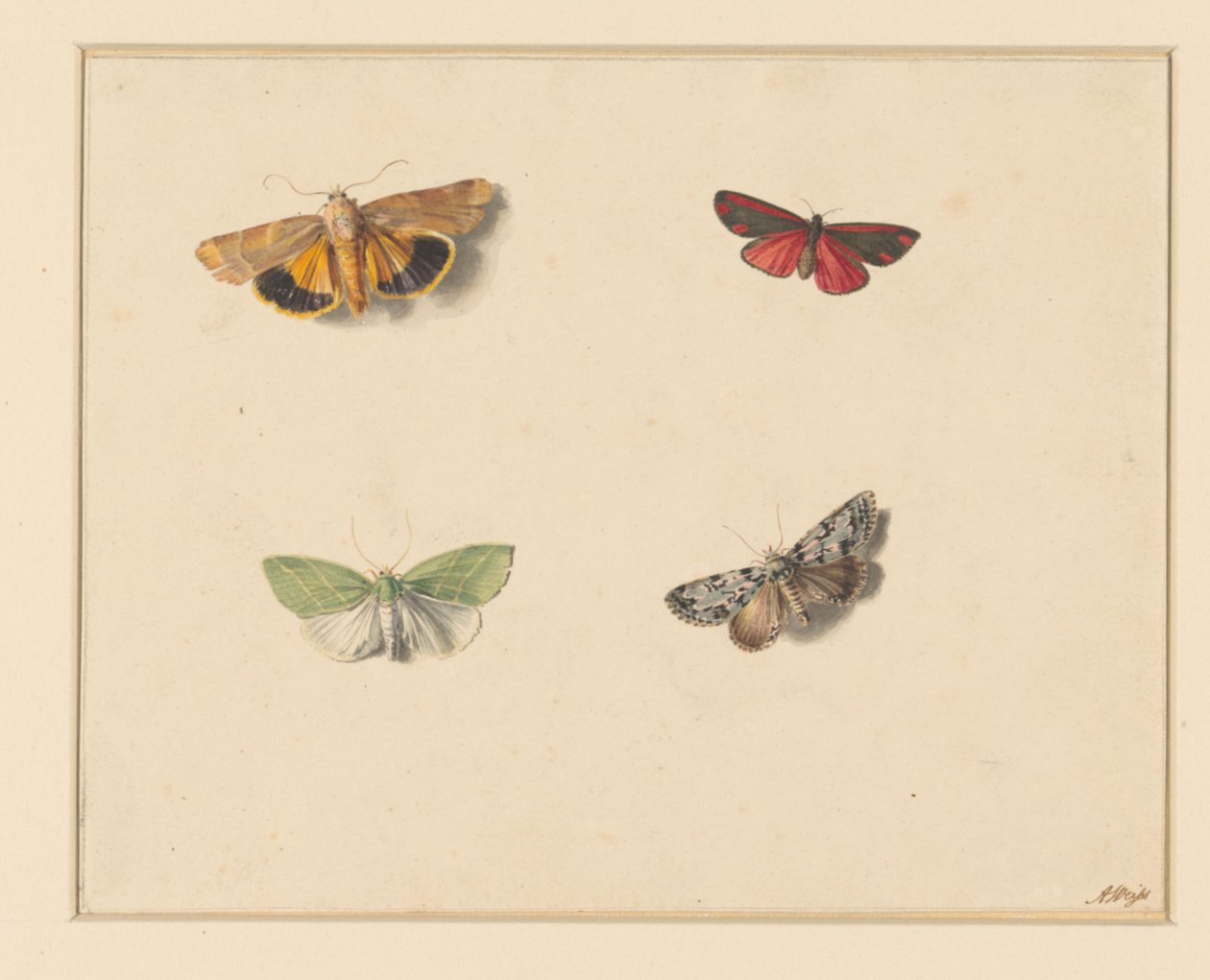Cuatro mariposas de Anton Weiss