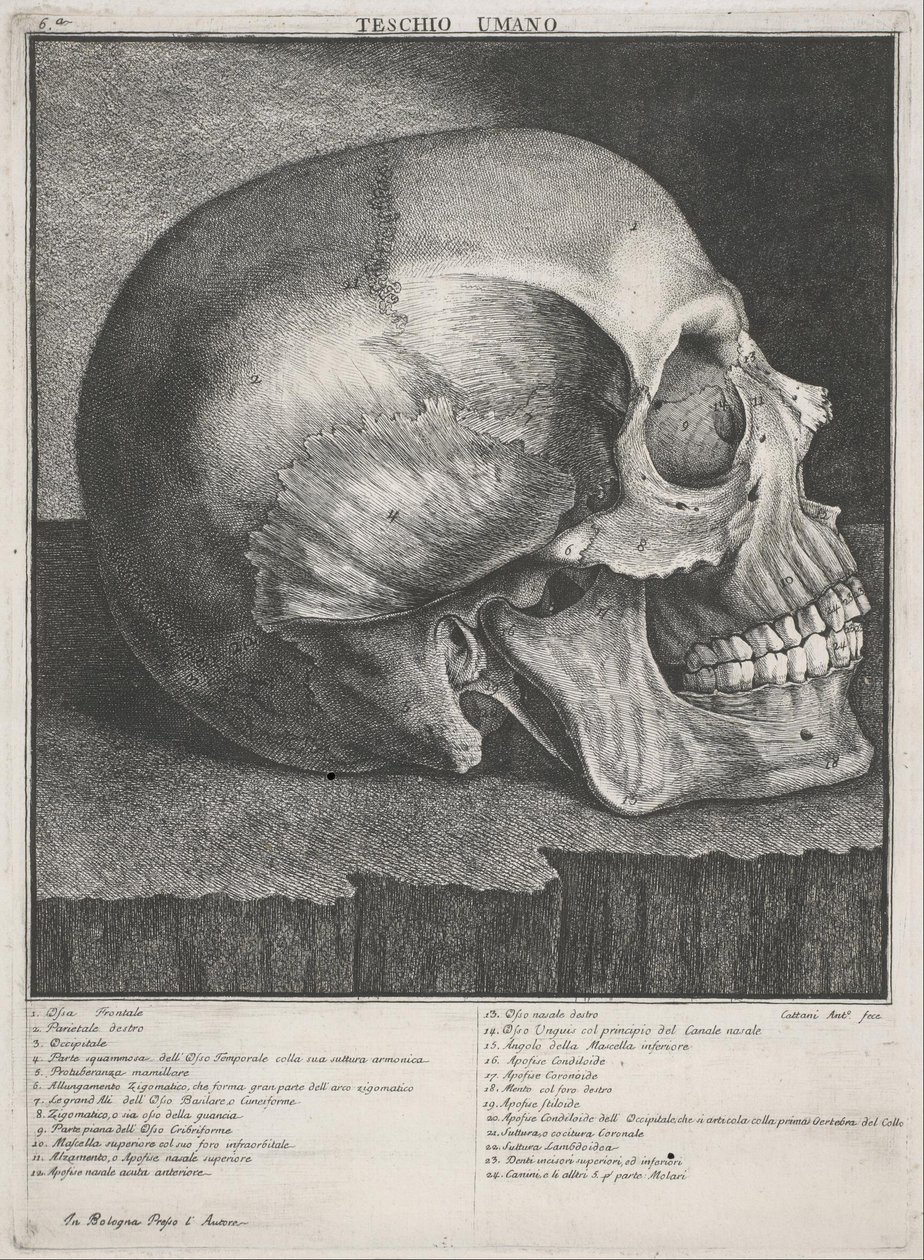 Cráneo humano de Antonio Cattani