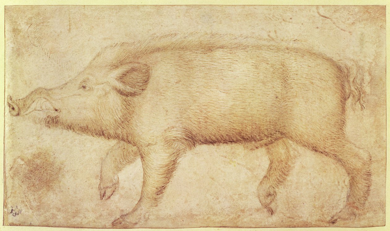 Un jabalí de Antonio Pisanello