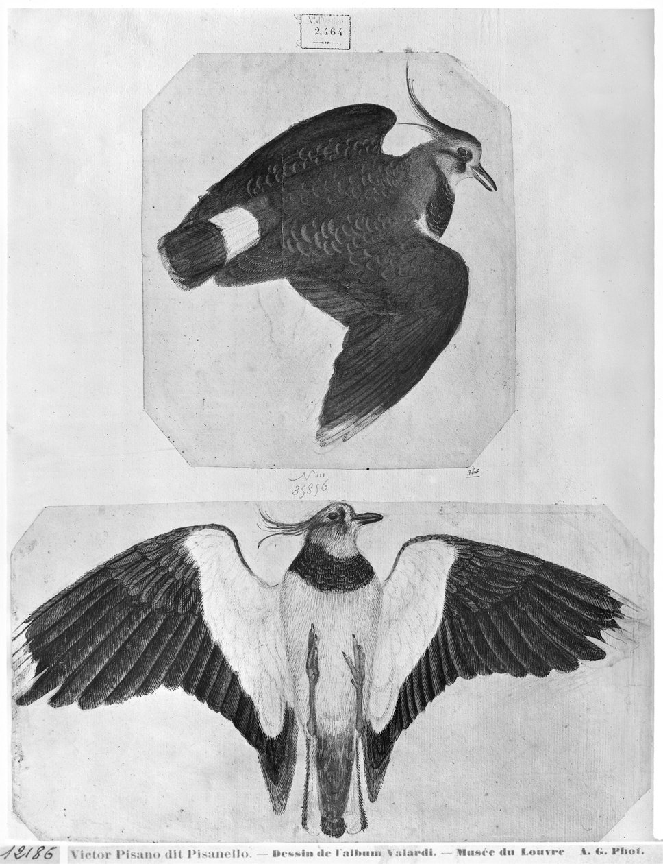 Periquitos, del Álbum Vallardi de Antonio Pisanello
