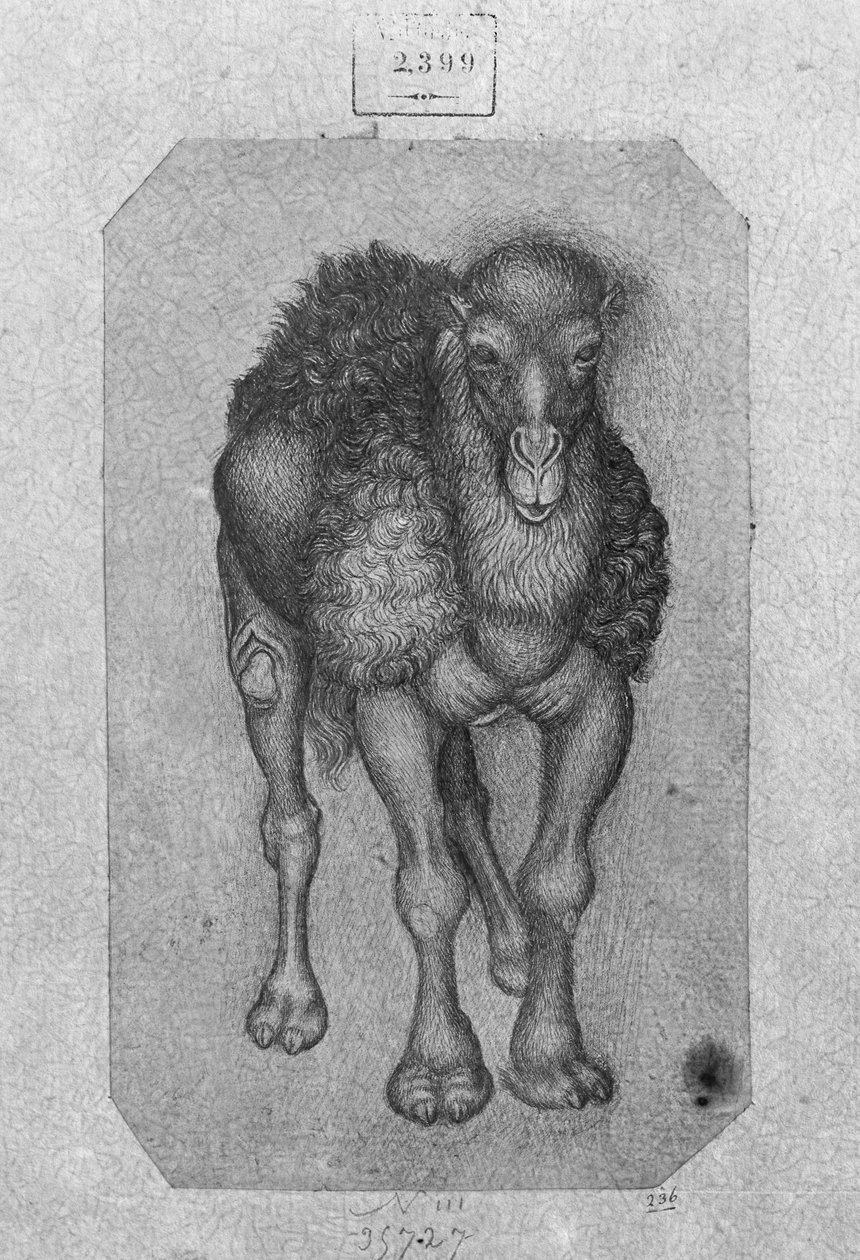 Dromedario, del Álbum Vallardi de Antonio Pisanello