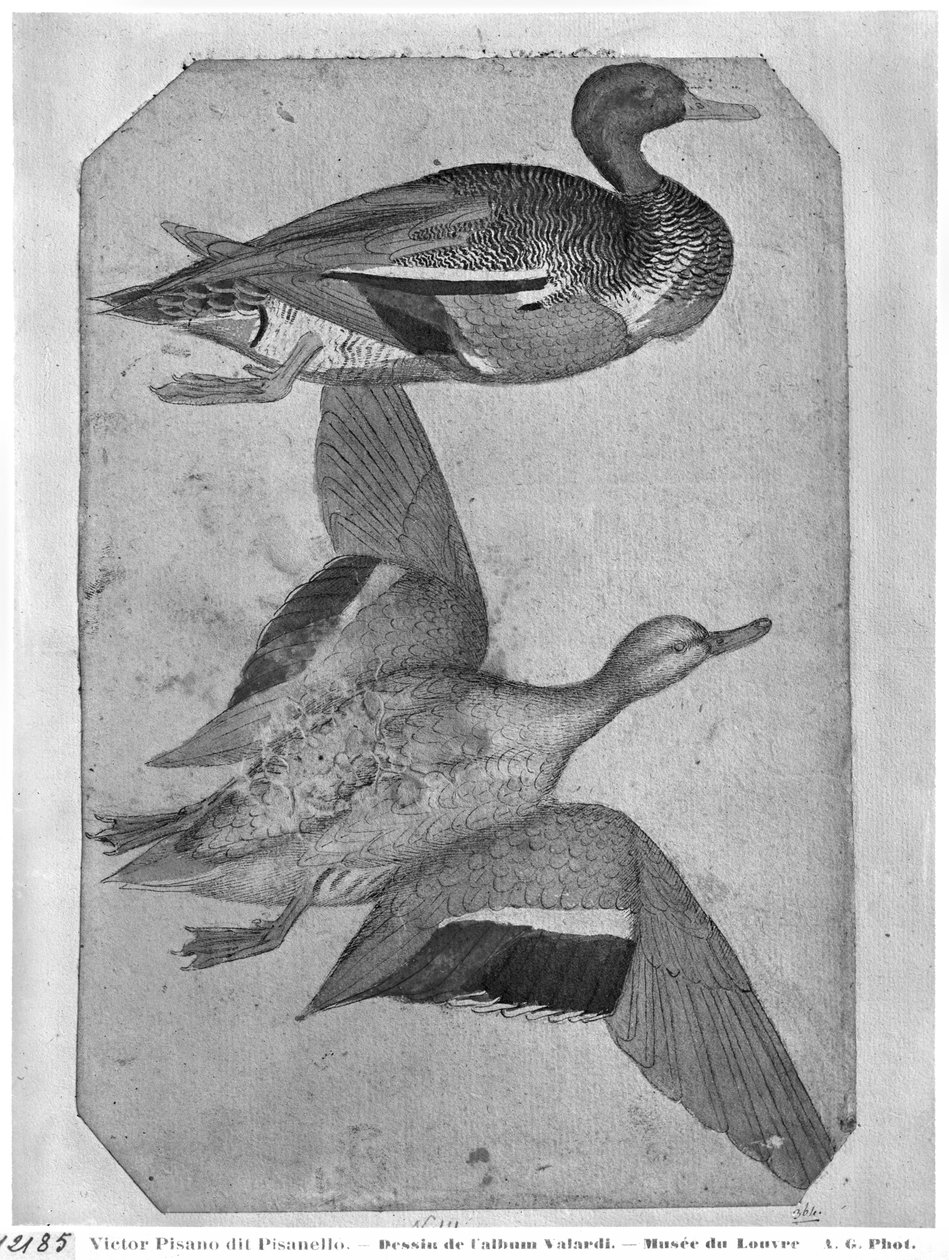 Patos, del Álbum Vallardi de Antonio Pisanello