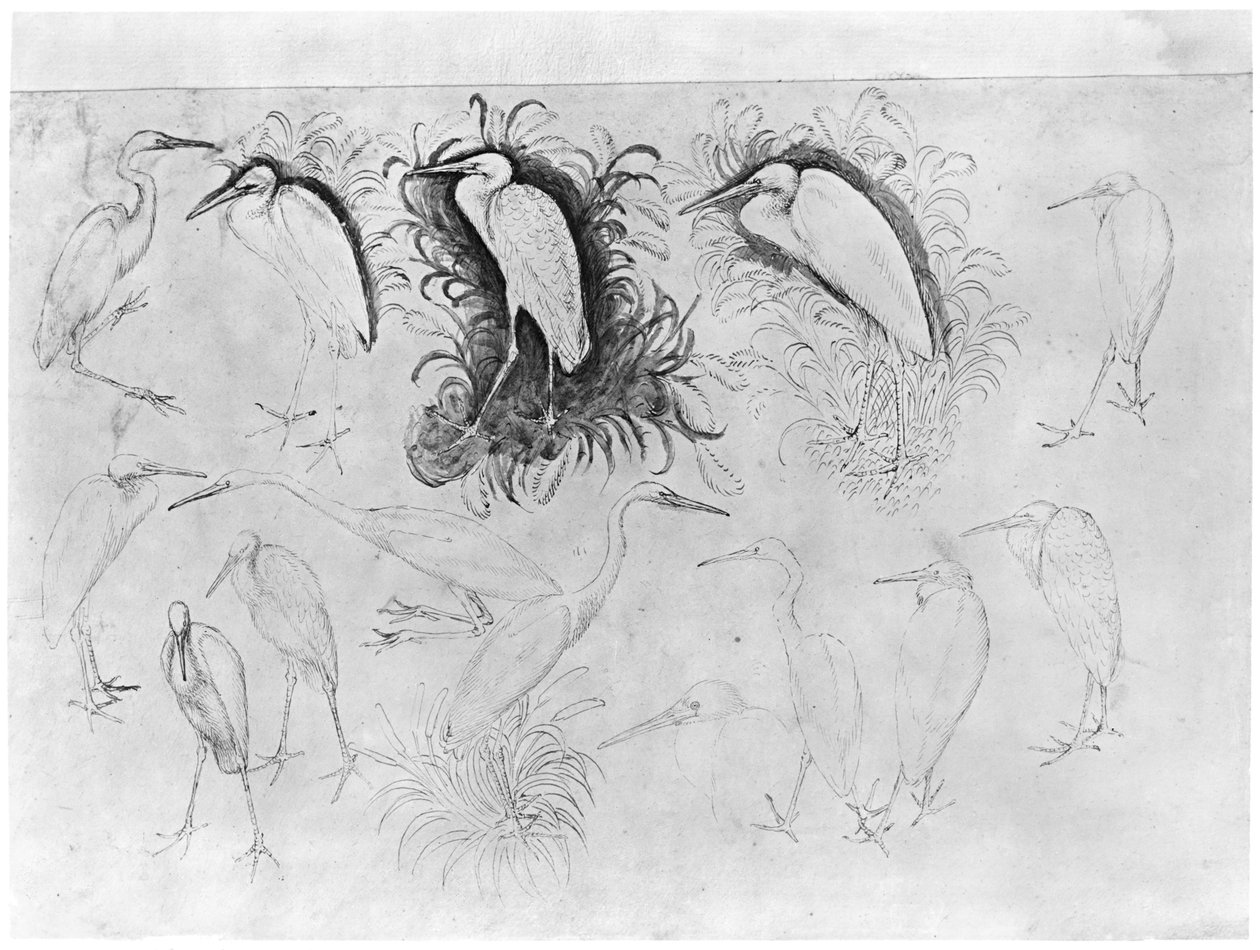 Catorce garzas, del Álbum Vallardi de Antonio Pisanello