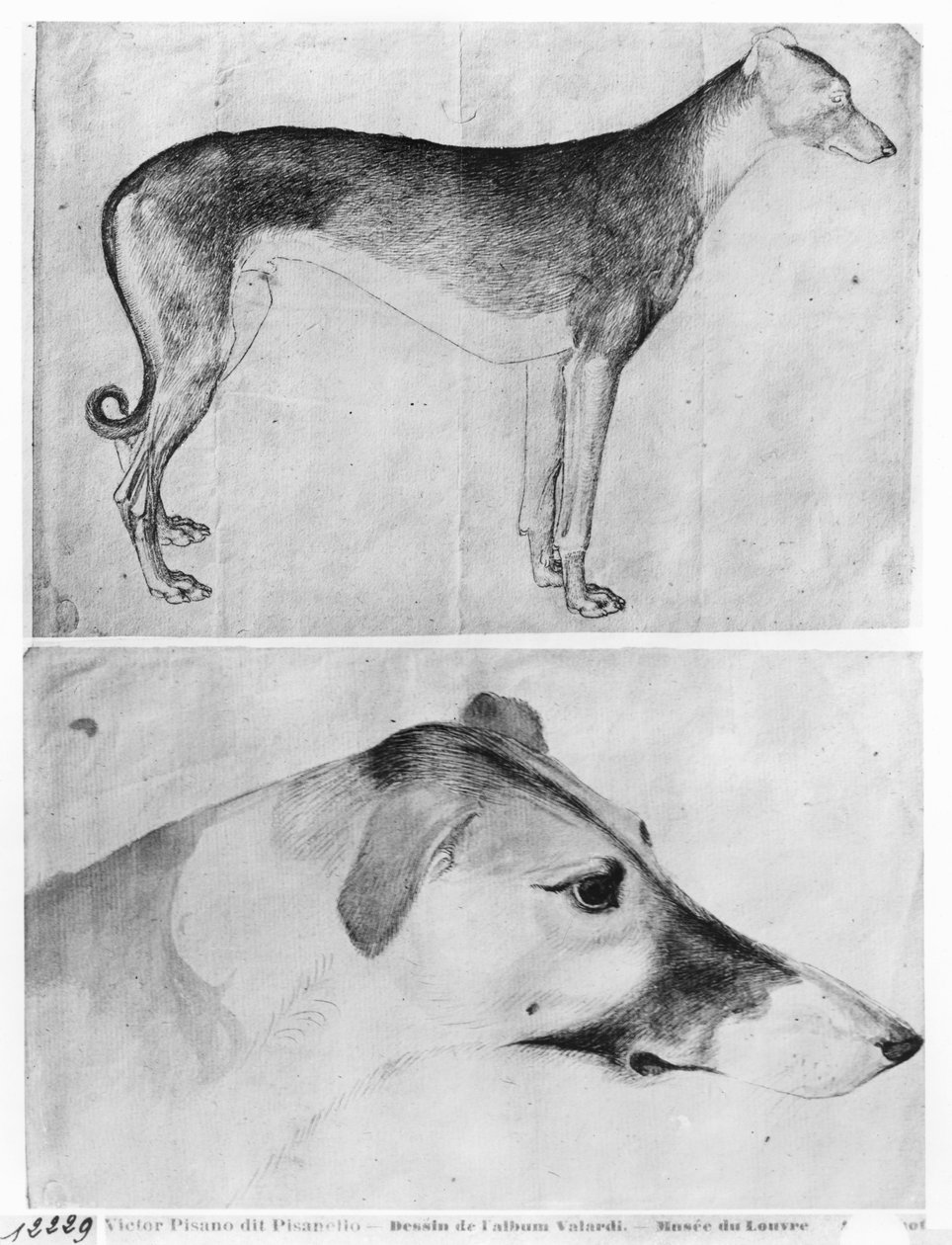 Galgo y cabeza de un galgo, del Álbum Vallardi de Antonio Pisanello