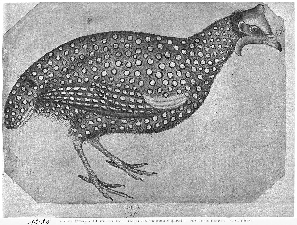 Gallina de Guinea, del Álbum Vallardi de Antonio Pisanello