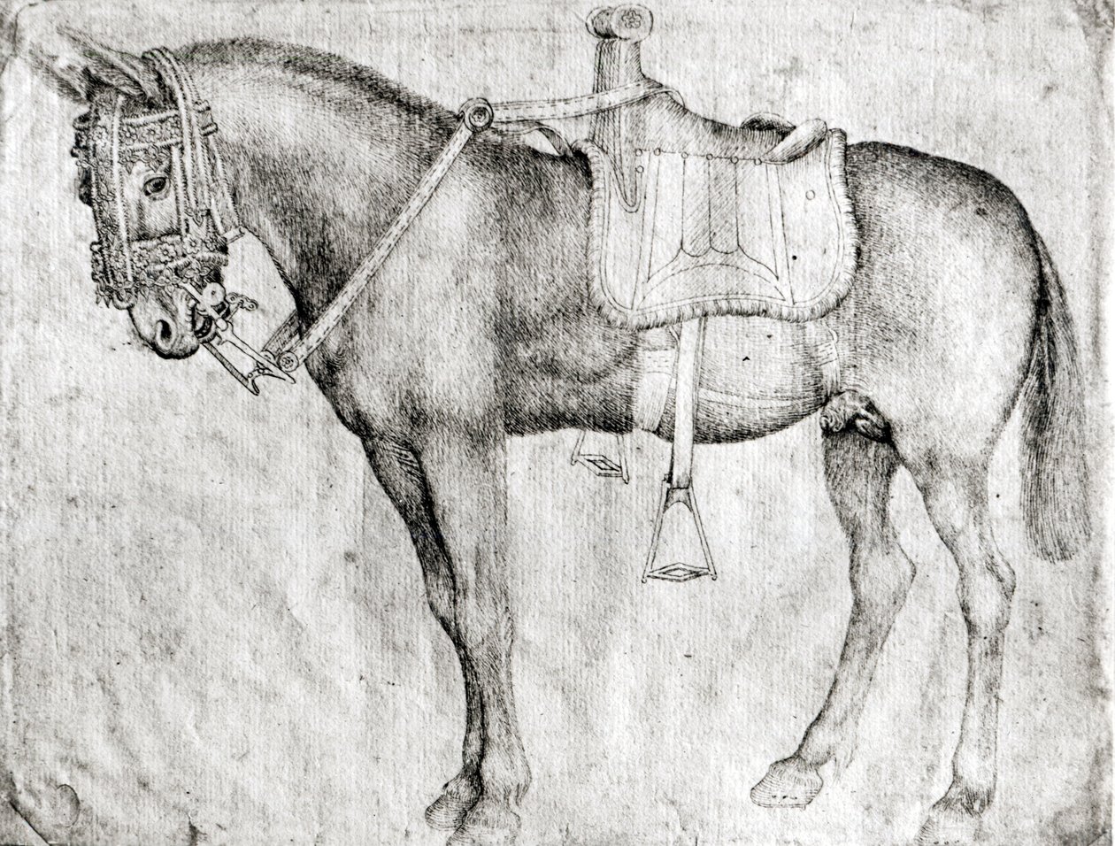Mula, del Álbum Vallardi de Antonio Pisanello