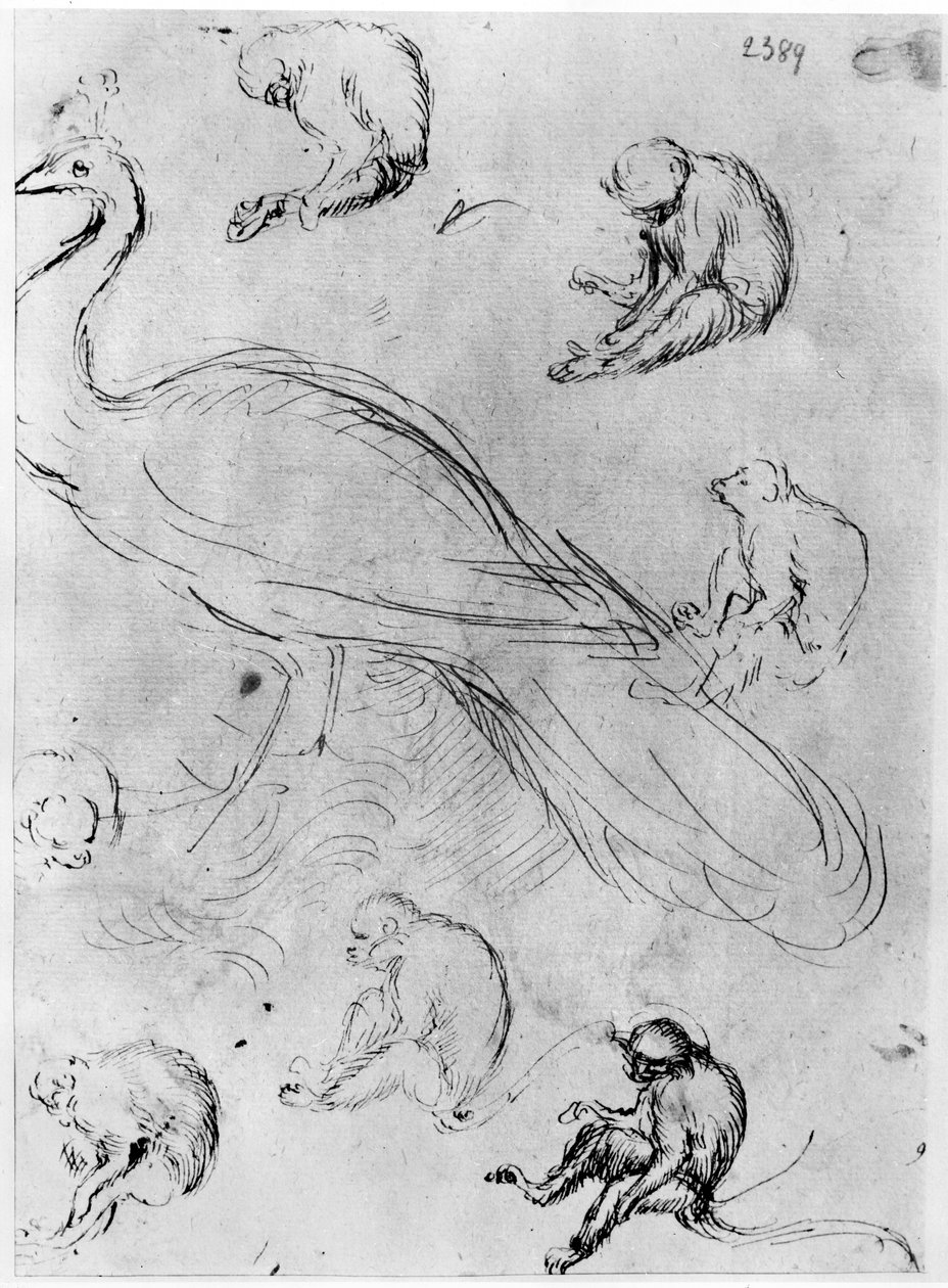 Pavo real y seis monos, del Álbum Vallardi de Antonio Pisanello