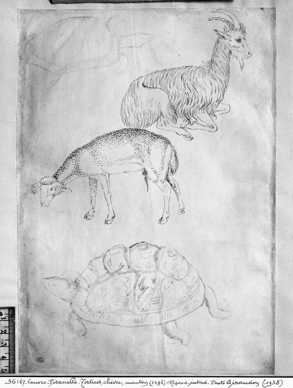 Dos tortugas, cabra y oveja, del Álbum Vallardi de Antonio Pisanello