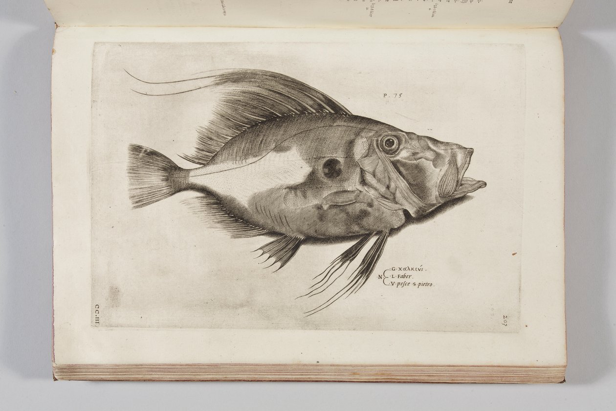 Ilustración de "Aquatilium animalium historiae, liber primus" de Ippolito Salviani, 1554 de Antonio Lafreri