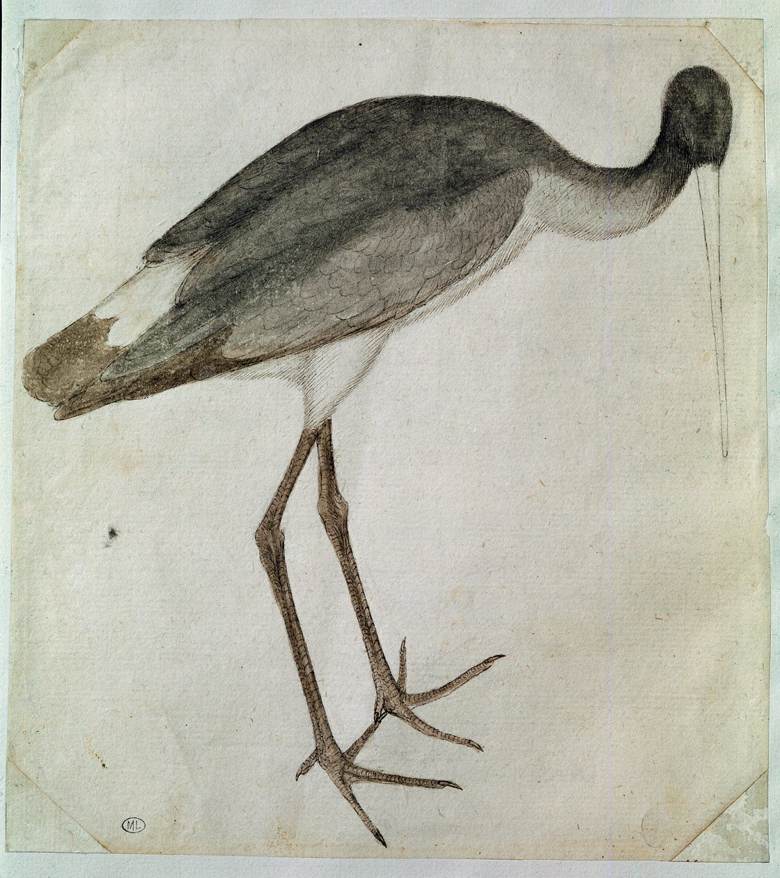 Una cigüeña negra de pie, mirando hacia la derecha. Dibujo por Antonio di Puccio Pisano dit Pisanello (antes de 1395-1455). Tinta marrón, lavado marrón, lavado gris, piedra negra, pluma. Dim: 20,8x18,7cm. Louvre, Gabinete de dibujos de Antonio Pisanello
