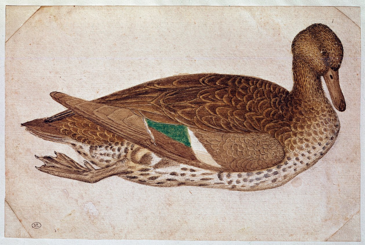 Cerceta hembra en invierno, nadando, de perfil a la derecha. Dibujo de Pisano Antonio di Puccio, conocido como il Pisanello (1380-1455), ca. 1430-40. Acuarela, tinta marrón, piedra negra, pluma, blancos planos. Louvre, Gabinete de dibujos de Antonio Pisanello