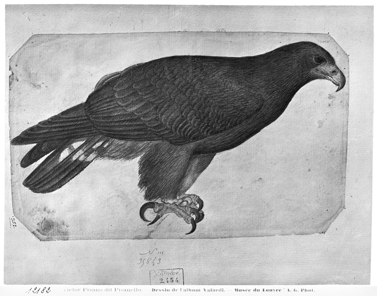 Halcón, del Álbum Vallardi de Antonio Pisanello