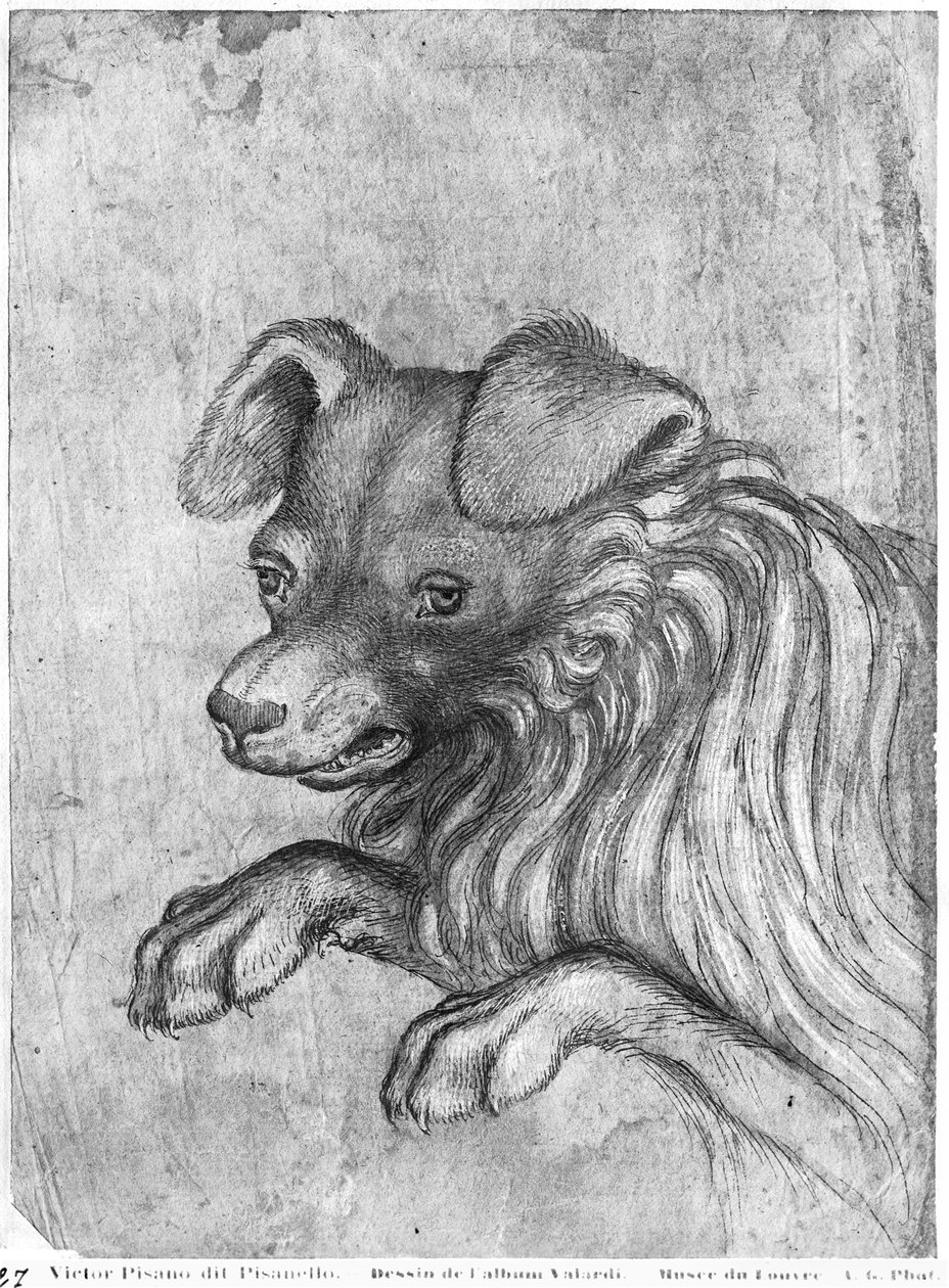 Cabeza de un perro, del Álbum Vallardi de Antonio Pisanello