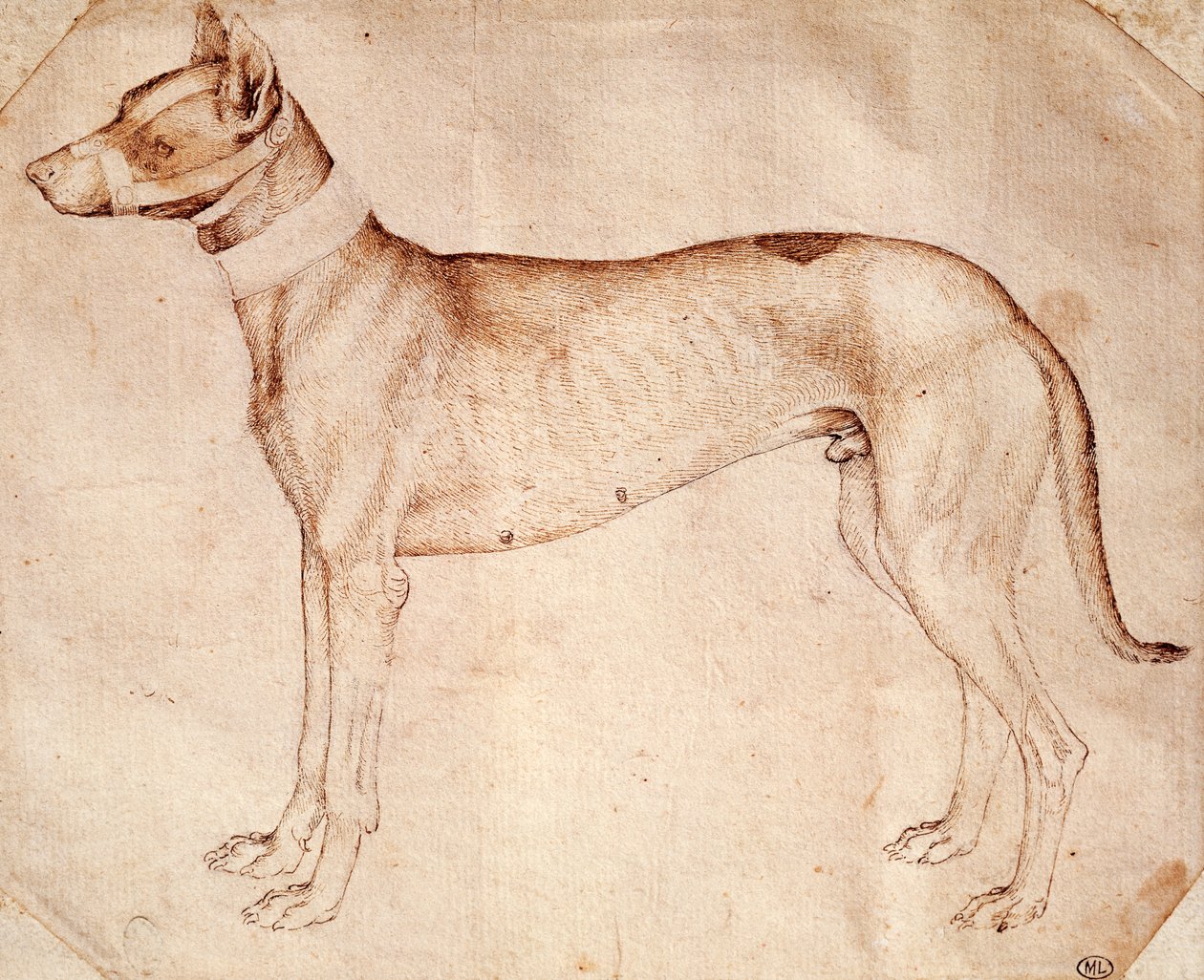 Estudio de perro de caza de Antonio Pisanello