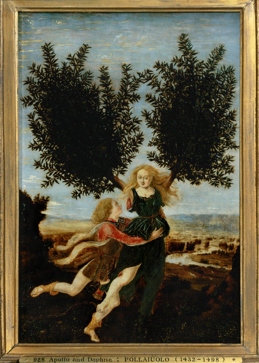 Apolo y Dafne ... (pintura sobre lienzo) de Antonio Pollaiuolo