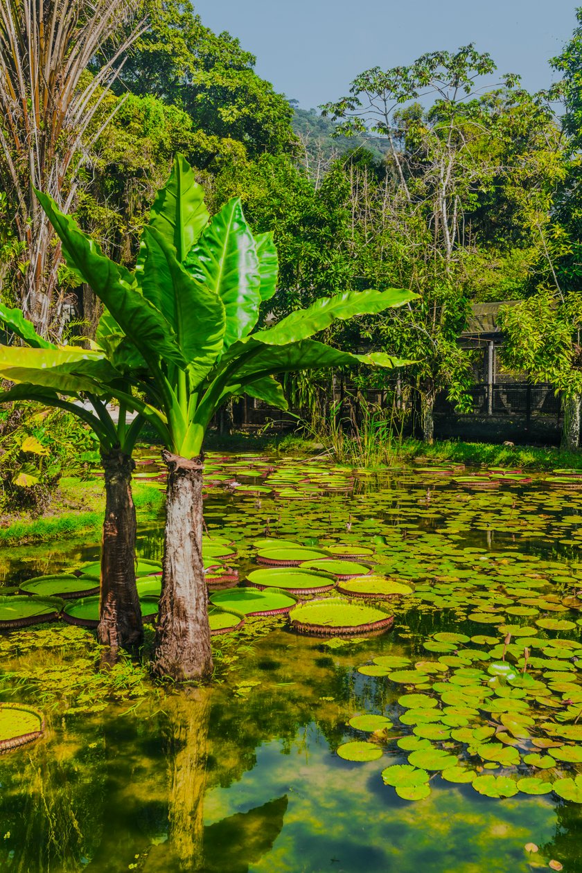 Jardim Amazonico, 2024 (fotografía digital) de Antonio Schubert
