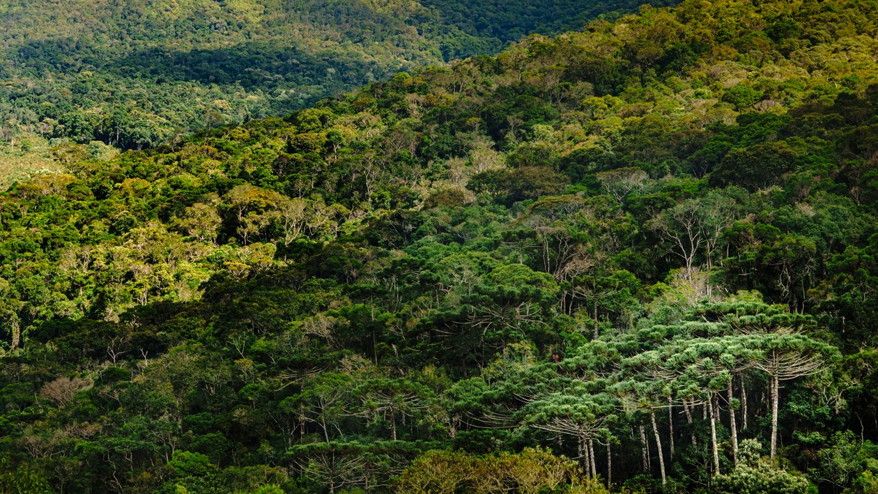 Mantiqueira LVIII, Brasil, 2023 (foto) de Antonio Schubert