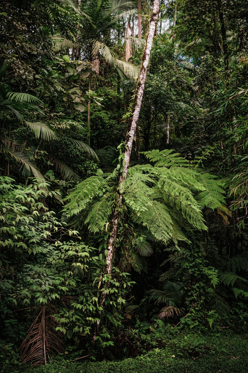 Mantiqueira XXXIV, 2015 (fotografía digital) de Antonio Schubert